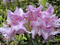 Dwarf Rhododendrons