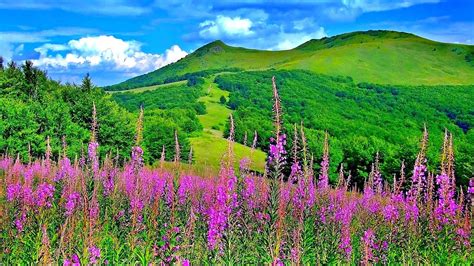 Purple Flowers Field In Greenery Mountains Background Under Blue Cloudy Sky HD Flowers ...