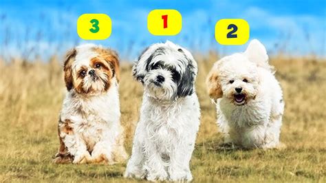 10 BEST MALTESE MIX BREEDS