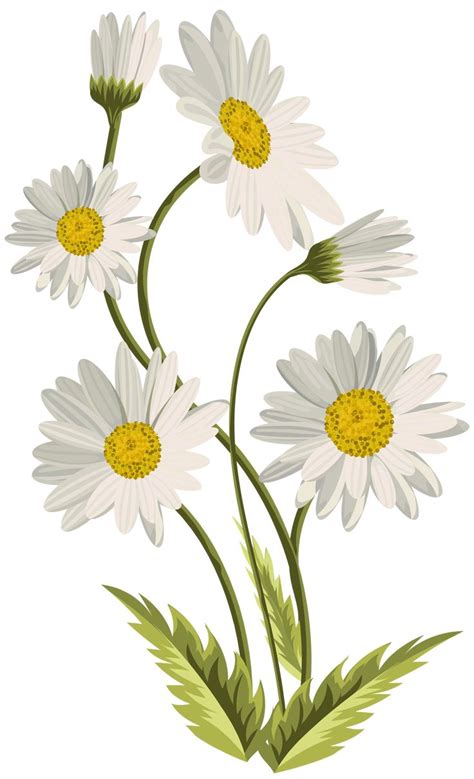 three white daisies with green leaves on a white background