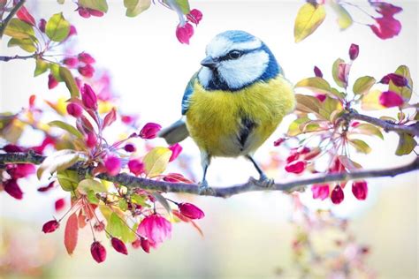 Bird-Watching Sites In India Must Visit!