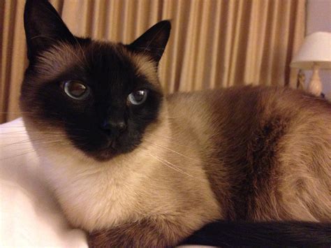 Siamese cat | Wiki | Everipedia