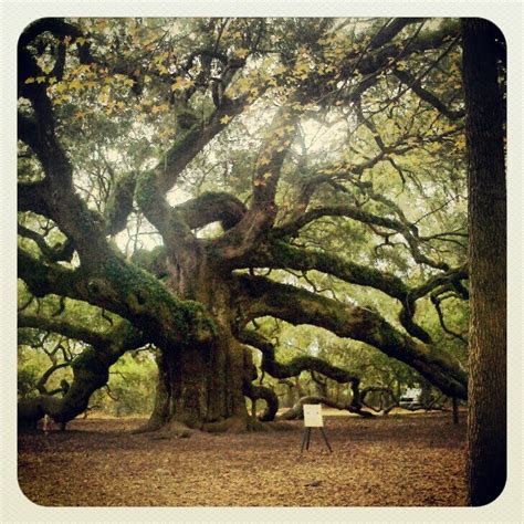 The Angel Oak in S. Charleston, SC. What amazing site! | Angel oak, Outdoor, Outdoor decor