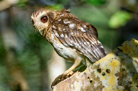 Birds of Cuba – An Internet Field Guide to Rare Cuban Birds