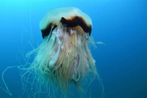 Lion’s Mane Jellyfish — The World’s Largest Jellyfish