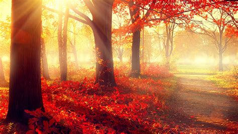 8K Autumn Wallpapers - Wallpaper Cave