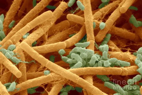 Food Spoilage Bacteria Photograph by Scimat - Pixels