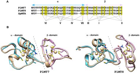 IJMS | Free Full-Text | Metallothionein Gene Family in the Sea Urchin Paracentrotus lividus ...