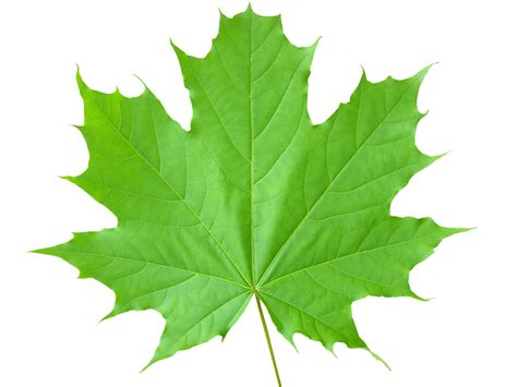 Free Maple leaf Stock Photo - FreeImages.com