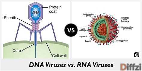 slsi.lk - how long for sulfatrim to work | What is the difference between replication in dna ...