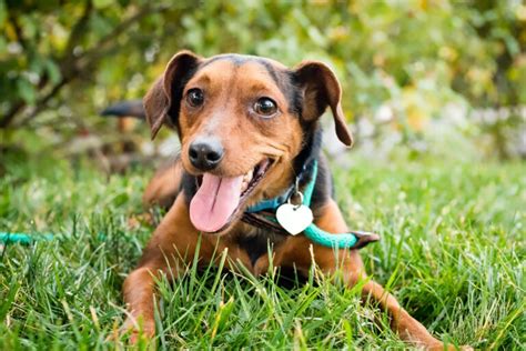 10 signes que votre chien est heureux | Magazine zooplus