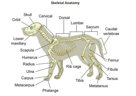 Diagram of dog skeletal system | Dog anatomy, Vet medicine, Vet tech school