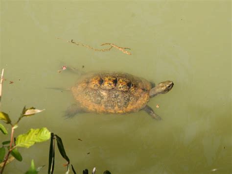 Japanese Pond Turtle | Exotic Pets Wiki | Fandom