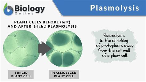 Plasmolysis Definition Biology - advantagetrend