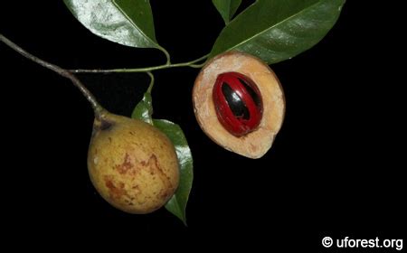 Nutmeg - Myristica fragrans