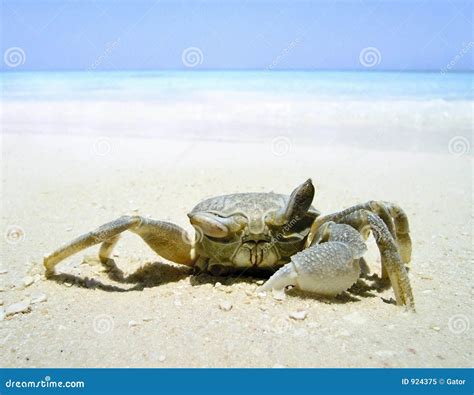 Crab close-up stock image. Image of life, water, claw, island - 924375