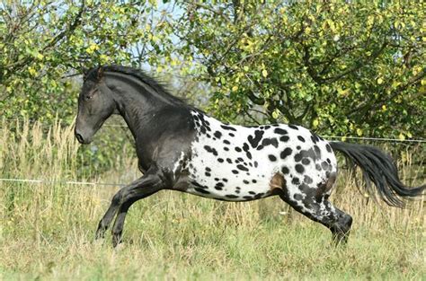 How Much Do Appaloosa Horses Weigh? | Horse is Love