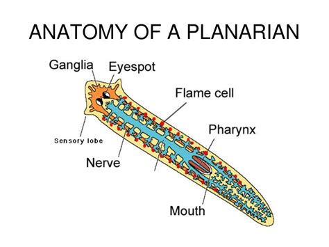 PPT - FLATWORMS PowerPoint Presentation, free download - ID:2185699