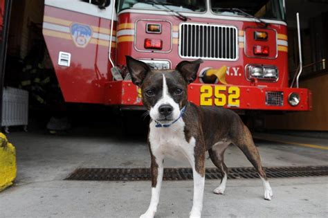 Firehouse dogs, 2011 - Photos - FDNY turns 150: Firehouse dogs | Dogs ...