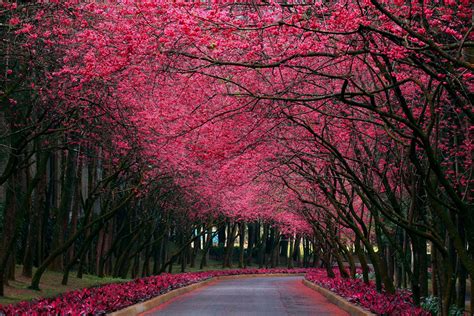 cherry blossom road photo | One Big Photo