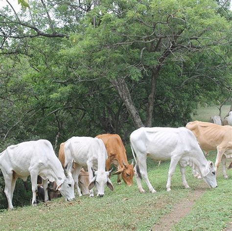 Cows. Cows eating grass. Cows eating lots of grass. #homesteadandprepper #homesteadcow #cows # ...