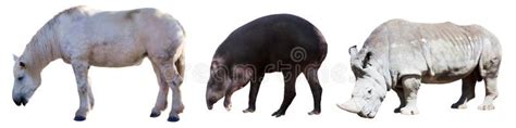 Set of Odd-toed Ungulate Animals Stock Image - Image of rhino, simum: 60705809