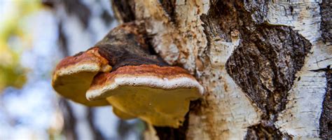 Chaga Mushroom Identification (A Forager's Guide) - EcoCation