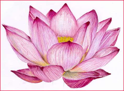 Lotus Flower Drawing Color at PaintingValley.com | Explore collection of Lotus Flower Drawing Color