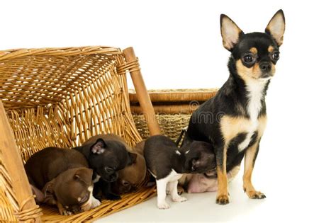 Small Chihuahua Puppies Playing in a Basket Stock Photo - Image of basket, family: 37931234