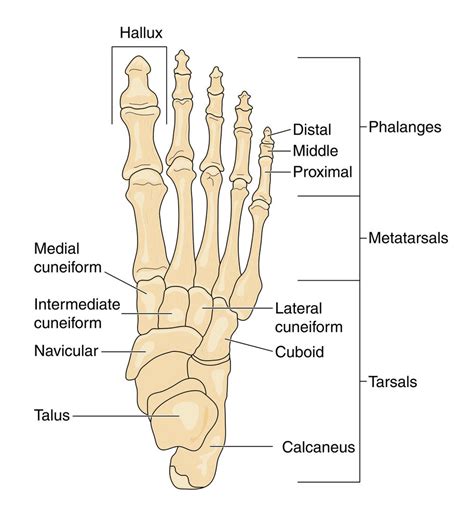 X-Ray Musculoskeletal Conditions of the Foot and Ankle part 1