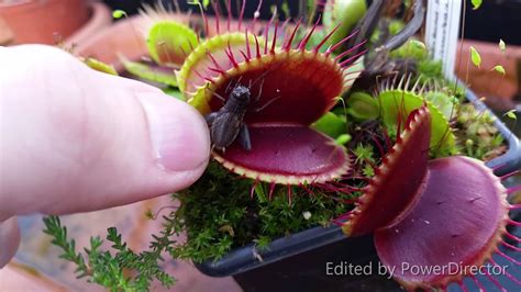 Feeding Venus Flytrap during dormancy - YouTube