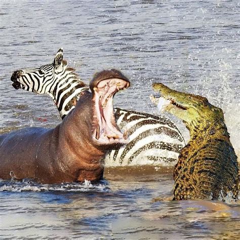 Angry Hippo Attack Crocodile Save Zebra Horse | Hippo vs Crocodile | Aniamals Save Another ...