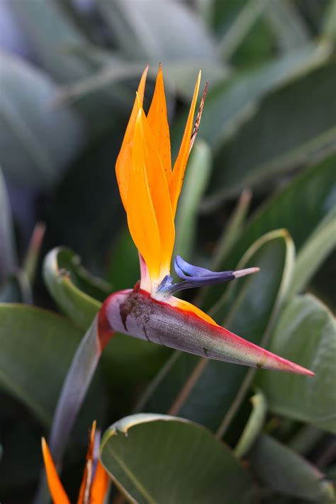 Orange Bird Of Paradise Bloom Free Stock Photo - Public Domain Pictures