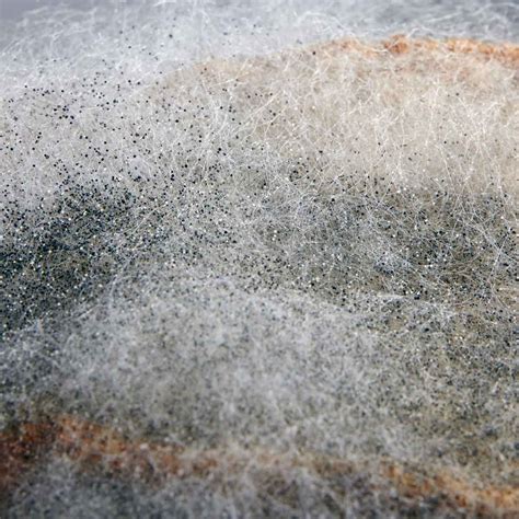 What to Know About Rhizopus Stolonifer (Black Bread) Mold | The Family Handyman