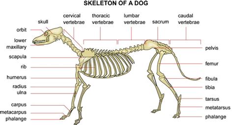 CANINE ANATOMY: Skeleton of a Dog - from Chinaroad Lowchens of Australia