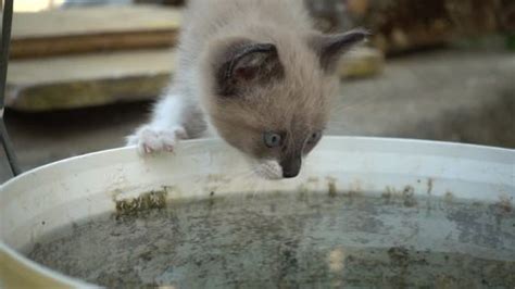 Little Cat Drinking Water Slow Motion Stock Footage Video (100% Royalty ...