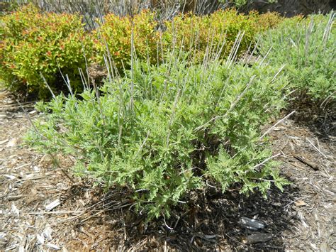 Update on Russian Sage Pruning | Colorado Yard Care