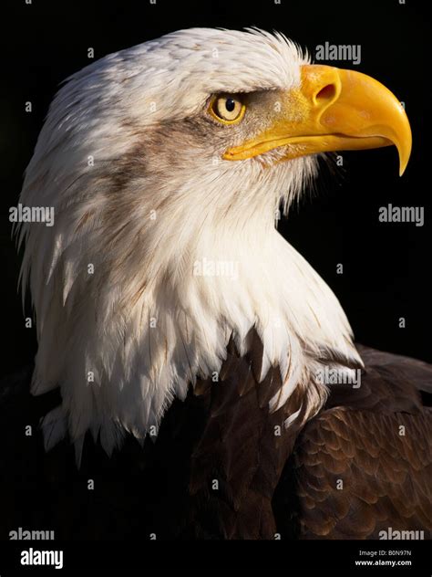 Portrait of a bald eagle Stock Photo - Alamy