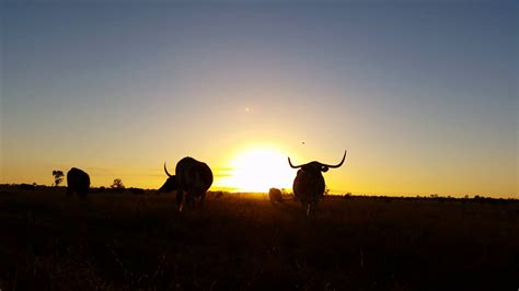 Cattle cow farming Texas Longhorn sunset / sunrise landscape Stock ...