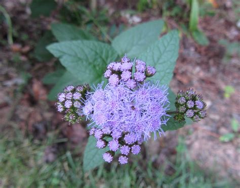 Using Georgia Native Plants: Flowers of the Fall Roadside