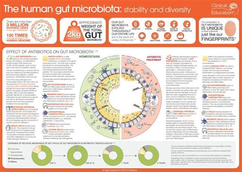 The Human Gut Microbiota | Clinical Education