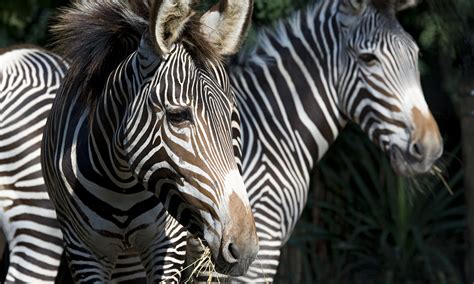 Grevy's zebra | Smithsonian's National Zoo and Conservation Biology ...