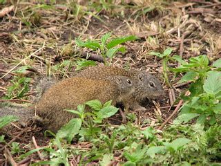 franklins ground squirrels | Franklin's Ground Squirrel (Spe… | Flickr