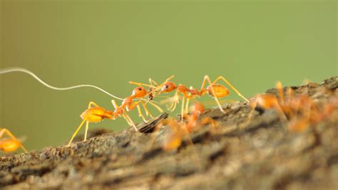 Fire Ants | Vishal R | Flickr