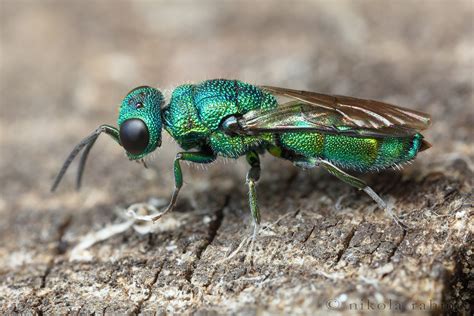 Emerald jewel wasp | Trichrysis cynanea (Hymenoptera, Chrysi… | Flickr