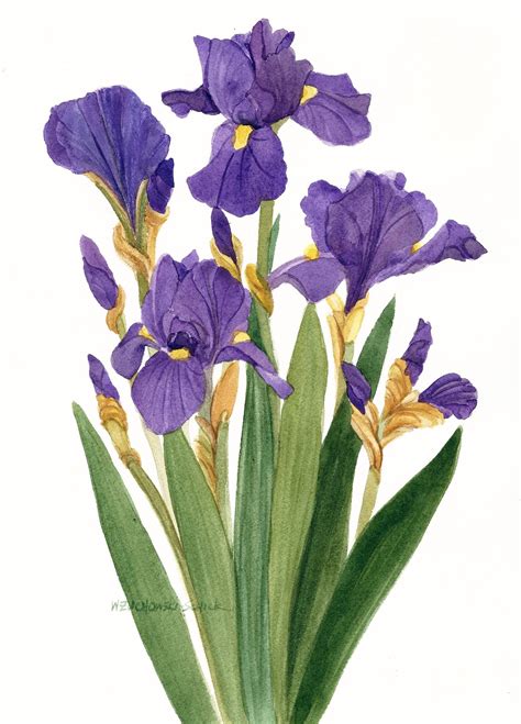 Purple Iris Watercolor Painting Reproduction by Wanda Zuchowski-schick - Etsy