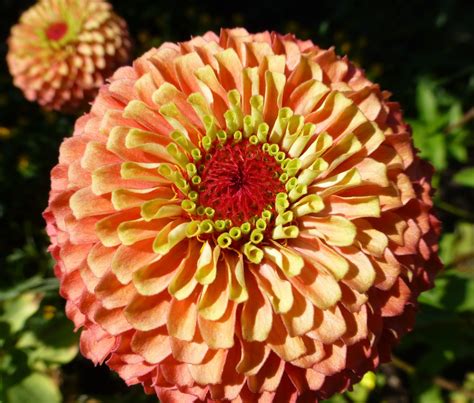 Old-school zinnia comes in dozens of varieties. Here are some you can use to add color to your ...