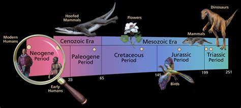 mesozoic-and-cenozoic – Sam Noble Museum