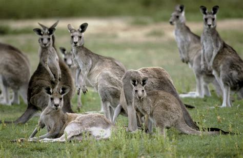 Kangaroo Mob Causes Chaos In Australia Breaking In Home | HuffPost UK