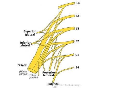 The Sacral Plexus - Spinal Nerves - Branches - TeachMeAnatomy